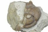 Bargain, Fossil Chasmops Trilobite Cephalon - Russia #363123-3